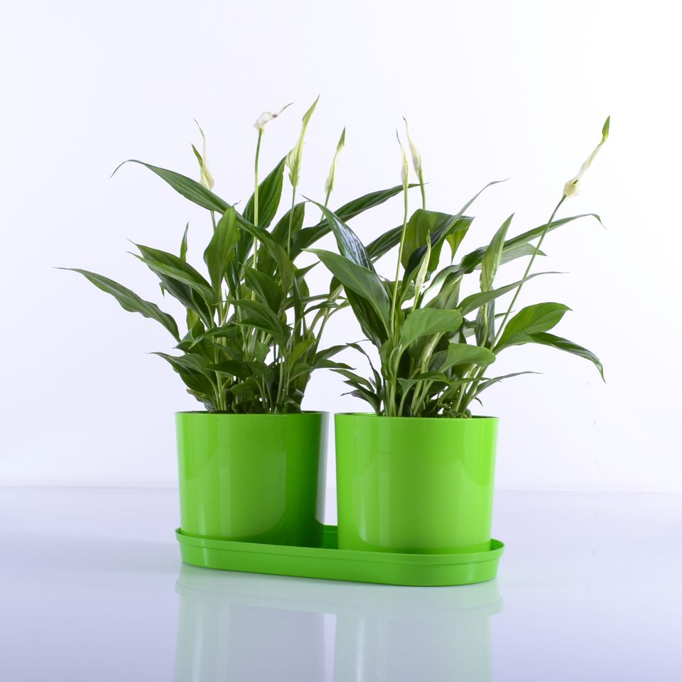 Komplet 2 saksije sa tacnom Drama Mix and PlaY zelena - Image 1