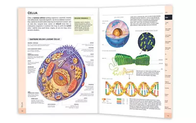 Školski anatomski atlas