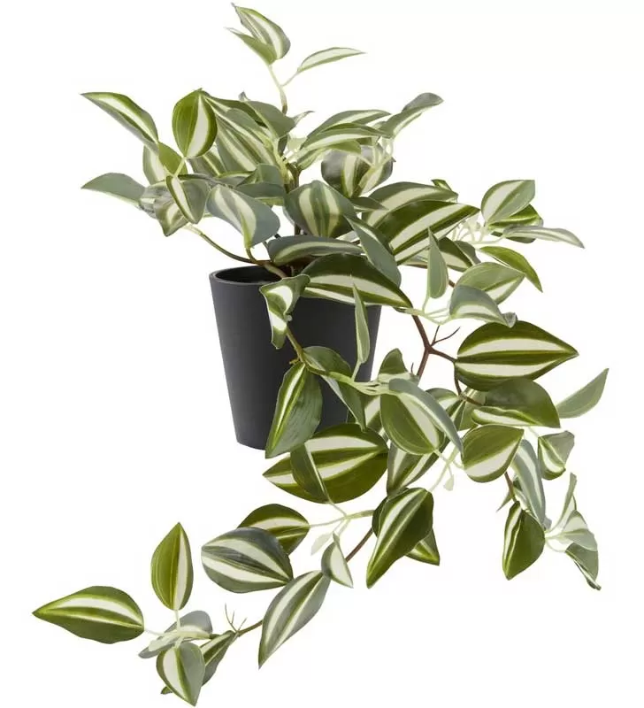 Veštačka biljka Puzavica