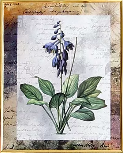 Cveće - 1041 - 40/50 P P1