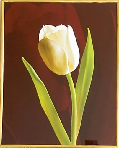 Lala - 1048 - 40/50 HPLN