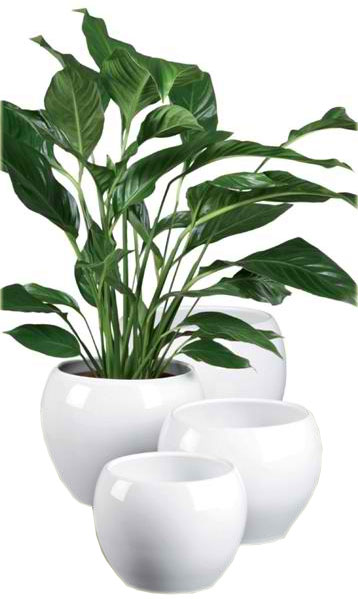 Scheurich saksija Alaska 740/20 SH 47354