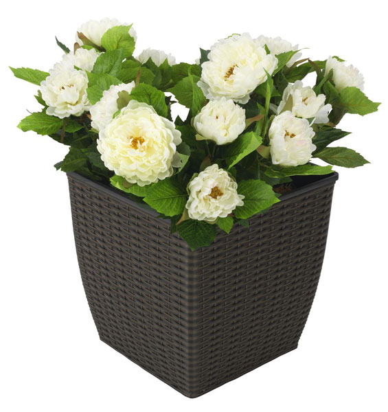 Saksija Optima ratan