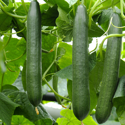 Seme 5 kesica za Krastavac zeleni dugi Villager 052329 - Image 1