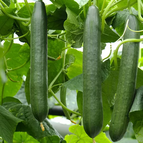 Seme 5 kesica za Krastavac zeleni dugi Villager 052329