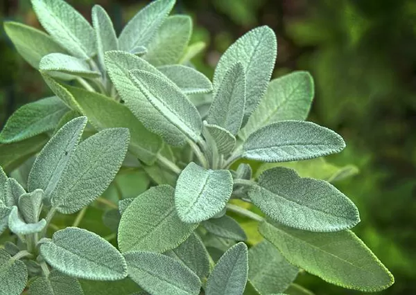 Žalfija - seme 5 kesica Villager 003522