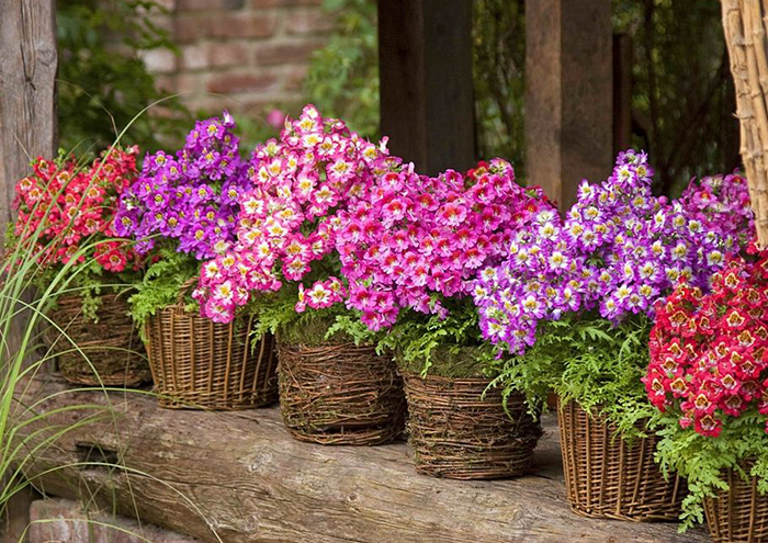 Cveće Anđeoska krila mix - seme 5 kesica Virimax Franchi Sementi