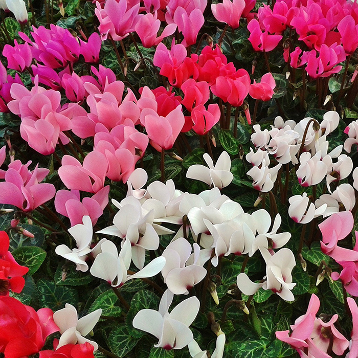 Ciklama Gigante Di Persia - seme 5 kesica Virimax Franchi Sementi