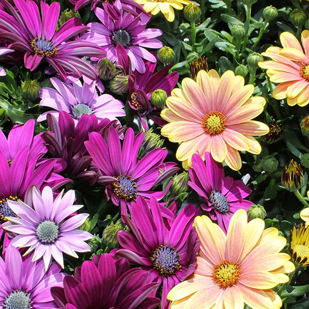 Seme za cveće Afrička margareta - 10 kesica Virimax Franchi Sementi