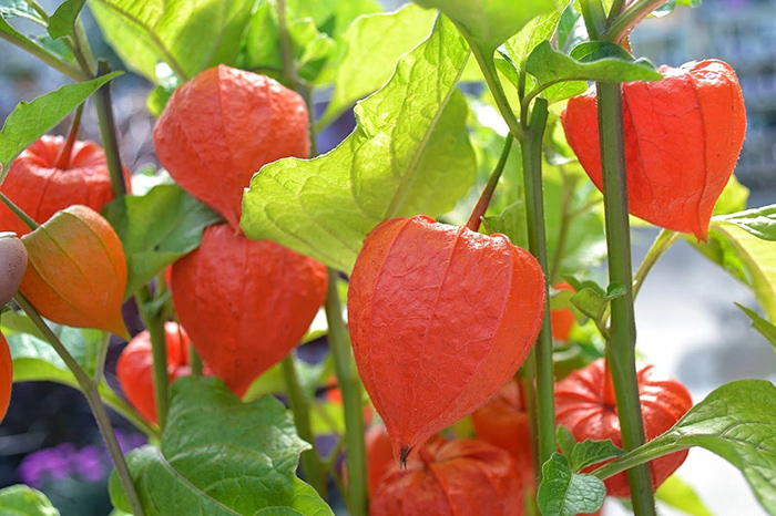 Seme za cveće Kineski lampion 5 kesica Virimax Franchi Sementi