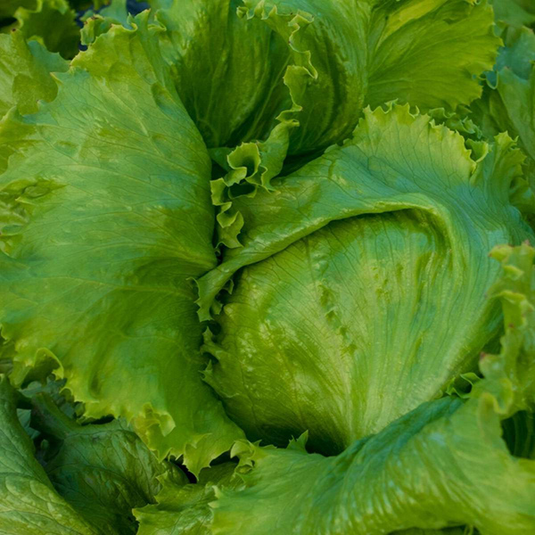 Seme 5 kesica - Zelena salata Iceberg Great lakes Villager 003440 - Image 1
