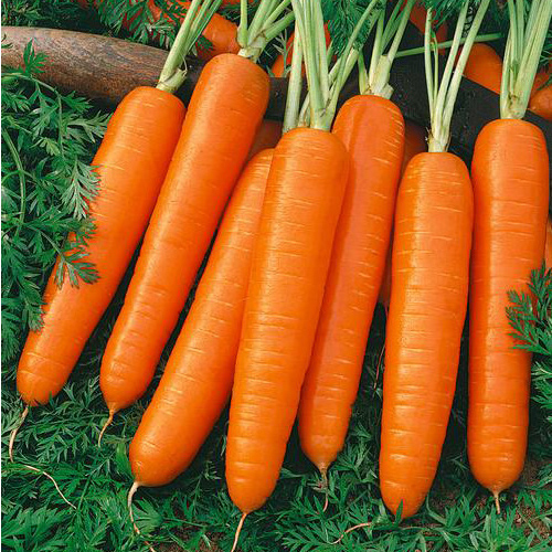 Šargarepa nantes - Seme 5 kesica Villager 008392 - Image 1