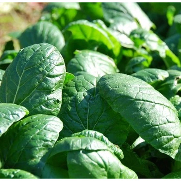 Seme za Spanać matador 5 kesica Villager 008406 - Image 1