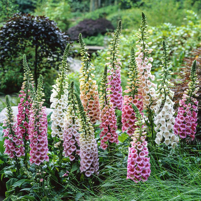 Naprstak - Digitalis - seme za cveće 5 kesica Franchi Sementi Virimax