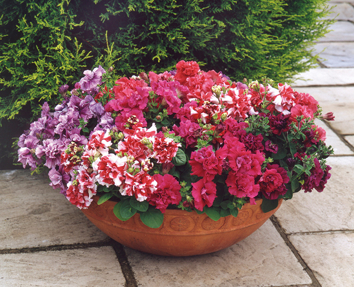 Cveće Petunija dupla mix - seme 5 kesica Franchi Sementi Virimax