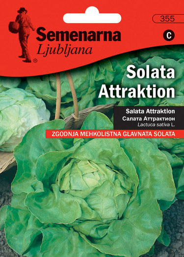 Seme - Zelena salata Atrakcija - Lactuca sativa L. 355 - Image 1