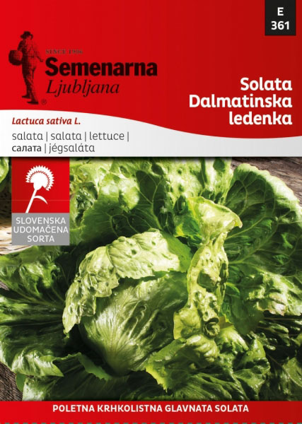 Seme - Zelena salata dalmatinska ledenka - Lactuca sativa L. 361 - Image 1