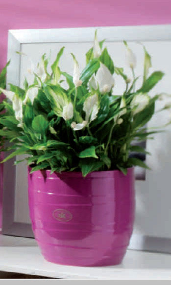 Soendgen keramička saksija Barletta 21cm ciklama