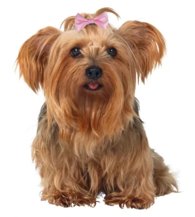 UKRASI ZA PSE I MAČKE MAŠNE OGRLICE