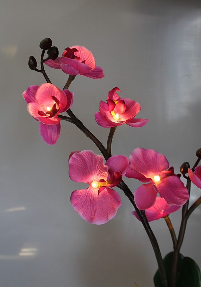 Svetleća orhideja u saksiji