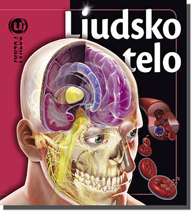Upoznaj Ljudsko Telo, Linda Kalabrezi