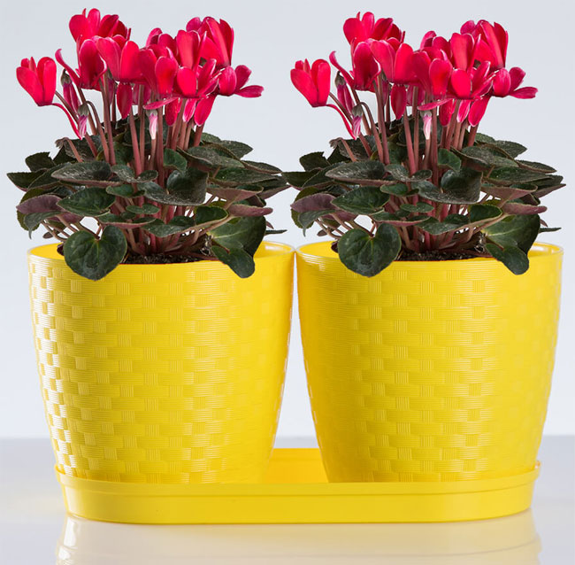 Saksije za cveće sa tacnom Inspira Mix and Play Žuta