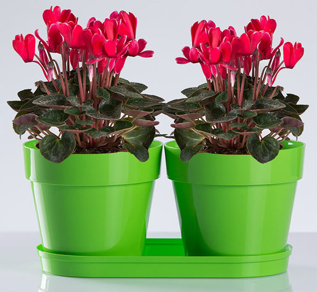 Saksije za cveće sa tacnom Frajle Mix and Play Zelena