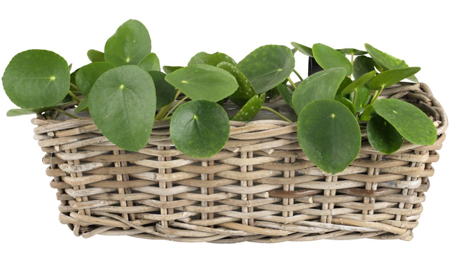 Balkonska saksija Hawel Cubu