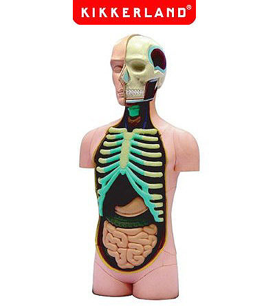 Kikkerland Ljudski Torzo 3D Puzzle