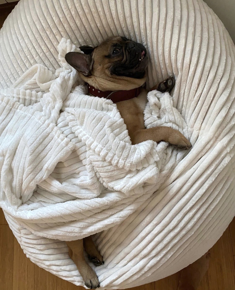 KREVETI KORPE ZA PSE I MAČKE