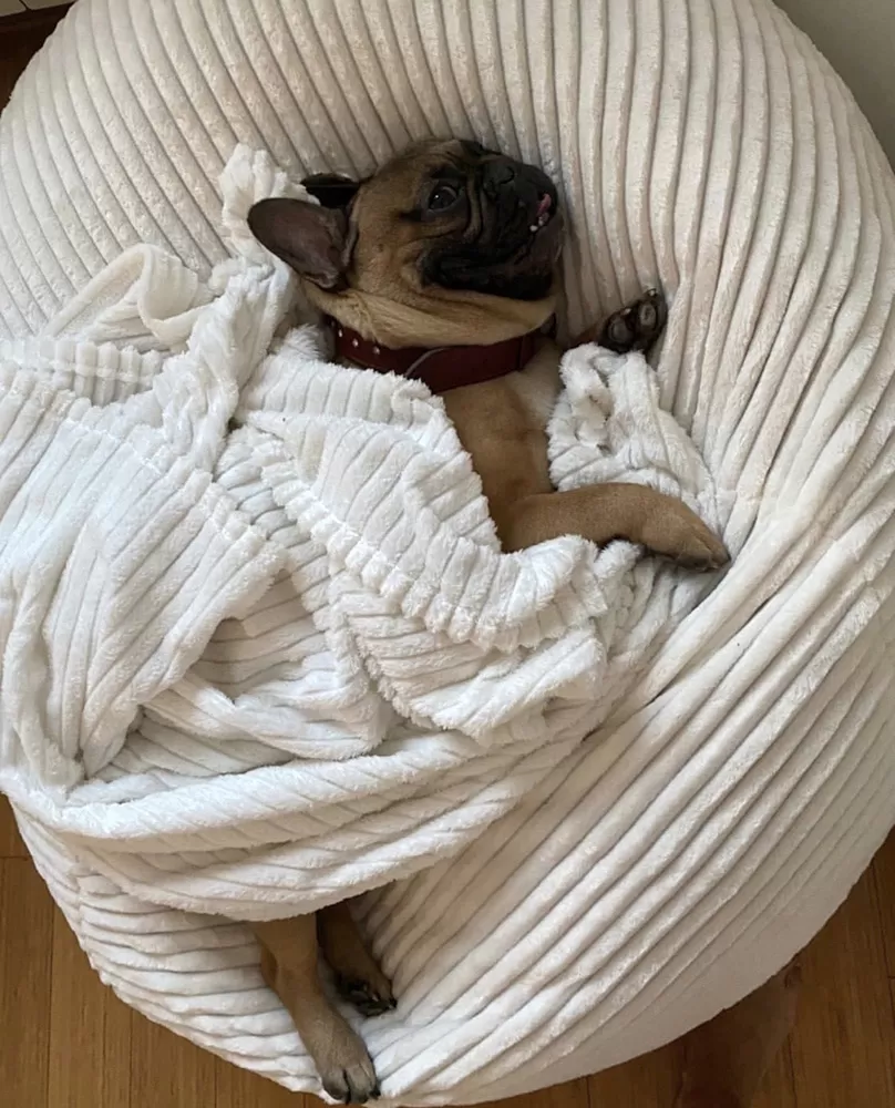 KREVETI KORPE ZA PSE I MAČKE