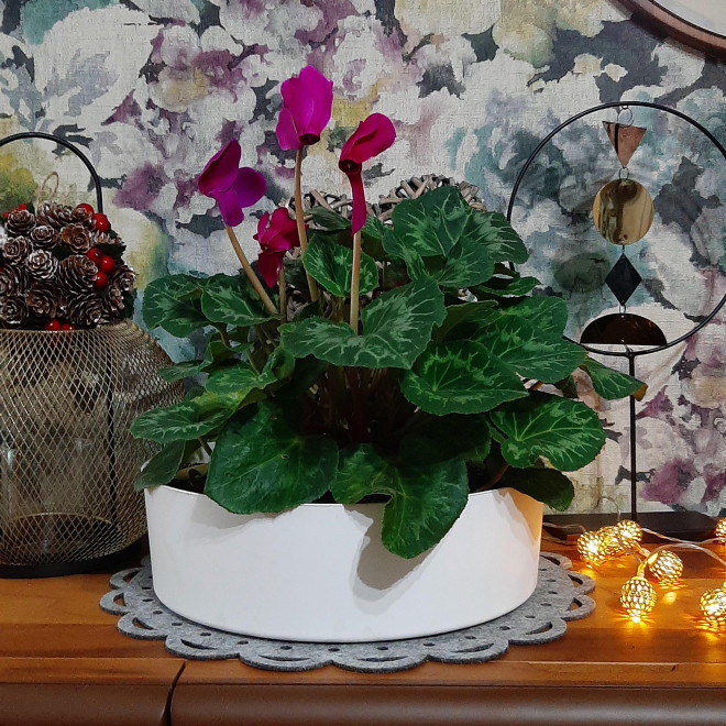 Zen plitka saksija 27cm bela