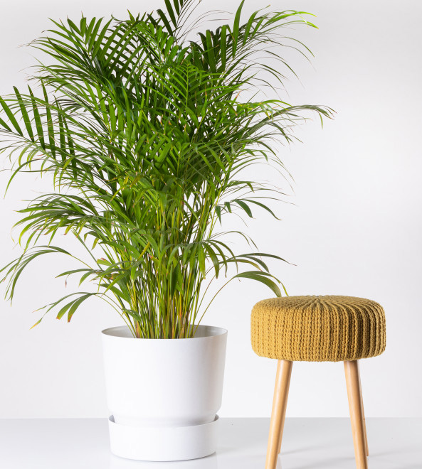 Tara saksija 22cm mermerno bela