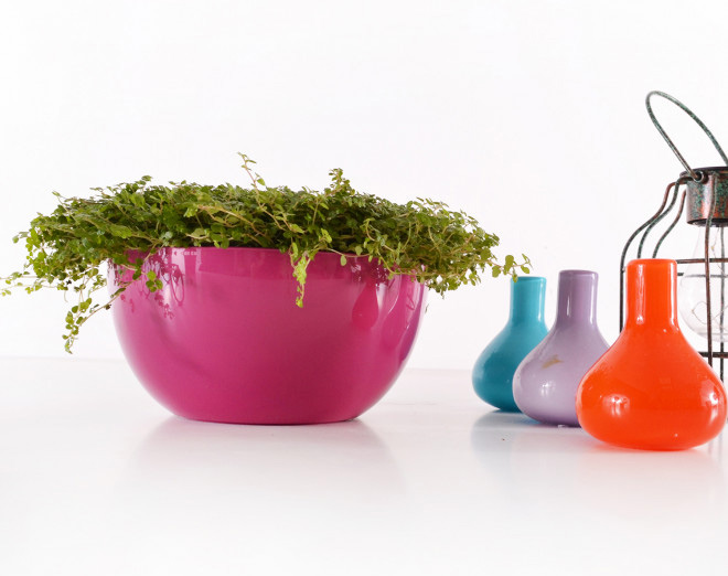 Čeri plus saksija 18cm roze