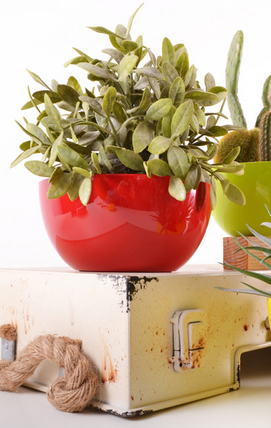 Čeri plus saksija 18cm crvena - Image 1