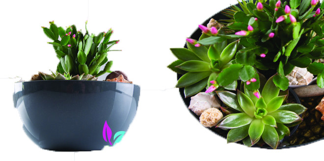 Čeri plus saksija 18cm siva - Image 1