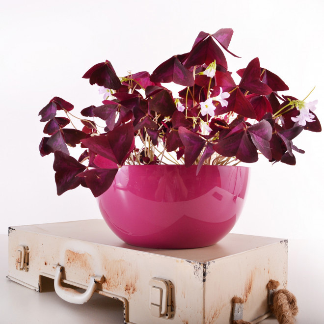 Čeri saksija 18cm roze - Image 1