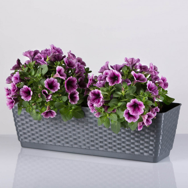 12 kom žardinjera siva