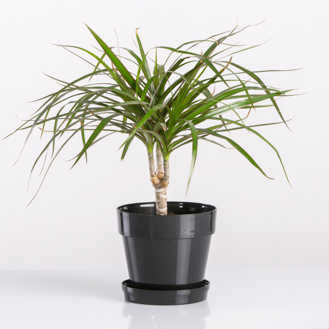 Crystal saksija 12 cm siva