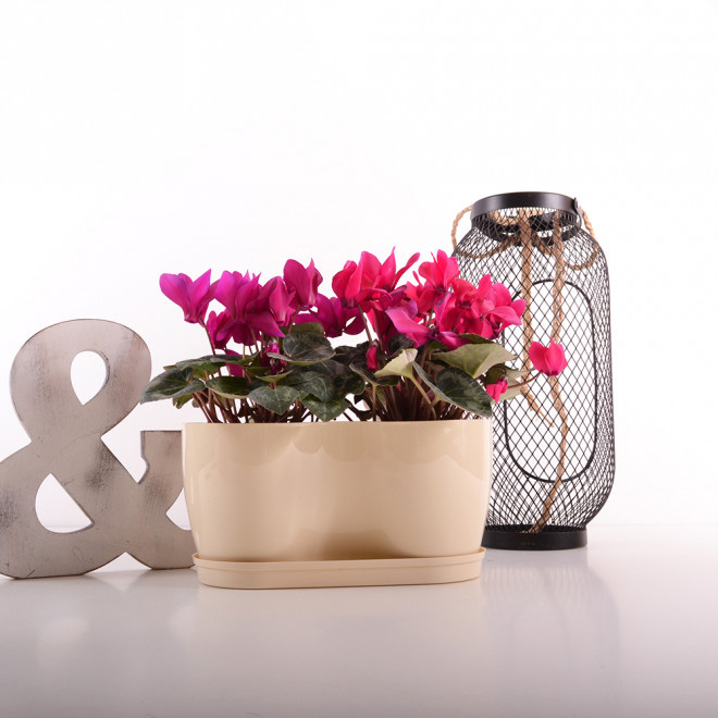 Saksija Herbs 14 cm krem