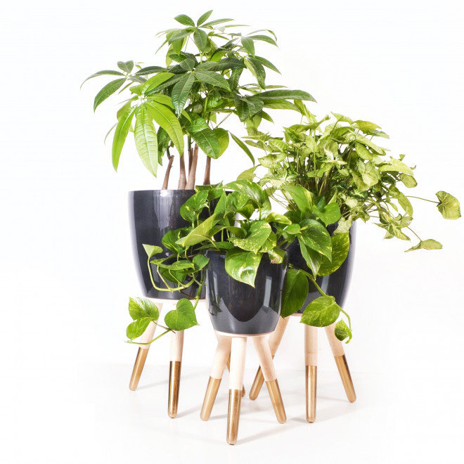 Drveni zlatno-beli stalak sa crnom saksijom 30cm