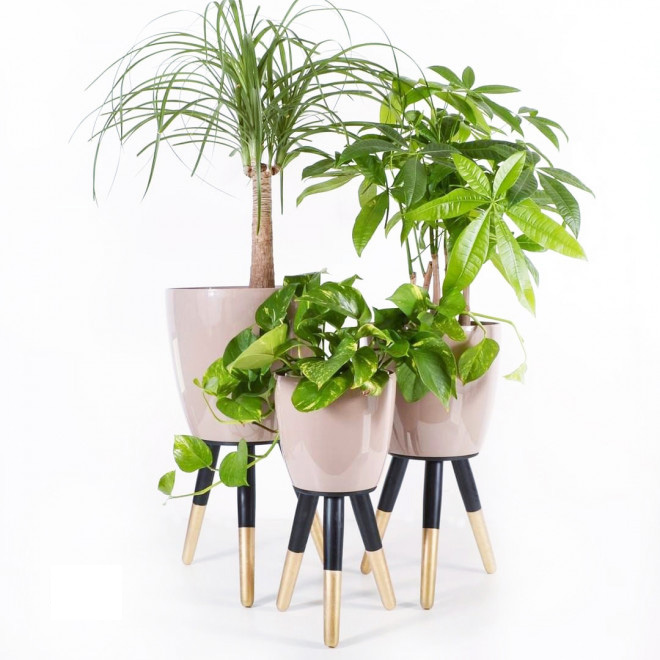 Drveni stalak zlatno-crni sa bež saksijom 30 cm