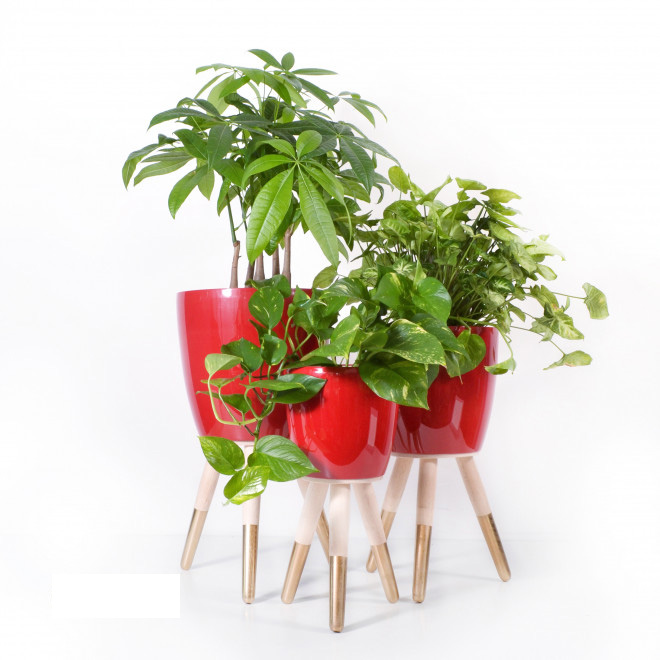 Drveni zlatno-beli stalak sa crvenom saksijom 20cm