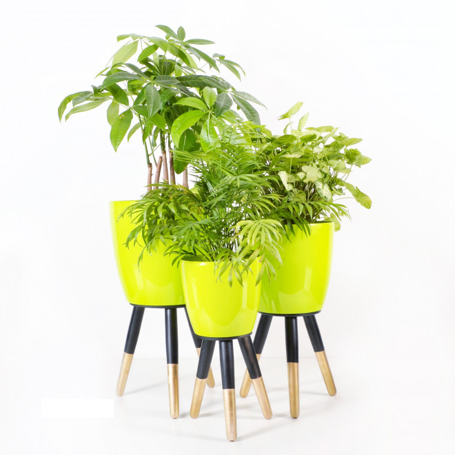 Drveni stalak zlatno-crni sa svetlo zelenom saksijom 20 cm