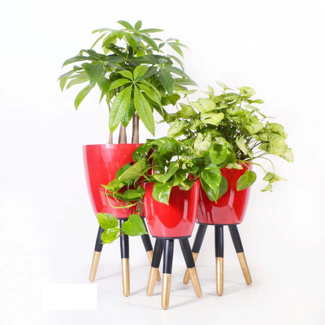 Drveni stalak zlatno-crni sa crvenom saksijom 20 cm