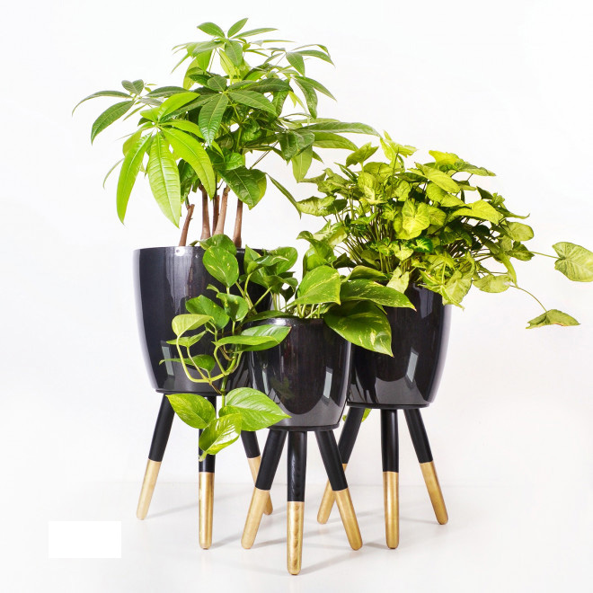 Drveni stalak zlatno-crni sa crnom saksijom 20 cm