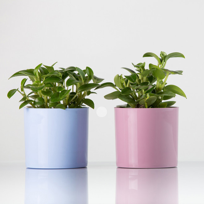 Saksija sa magnetom Magnetika ø9 roze