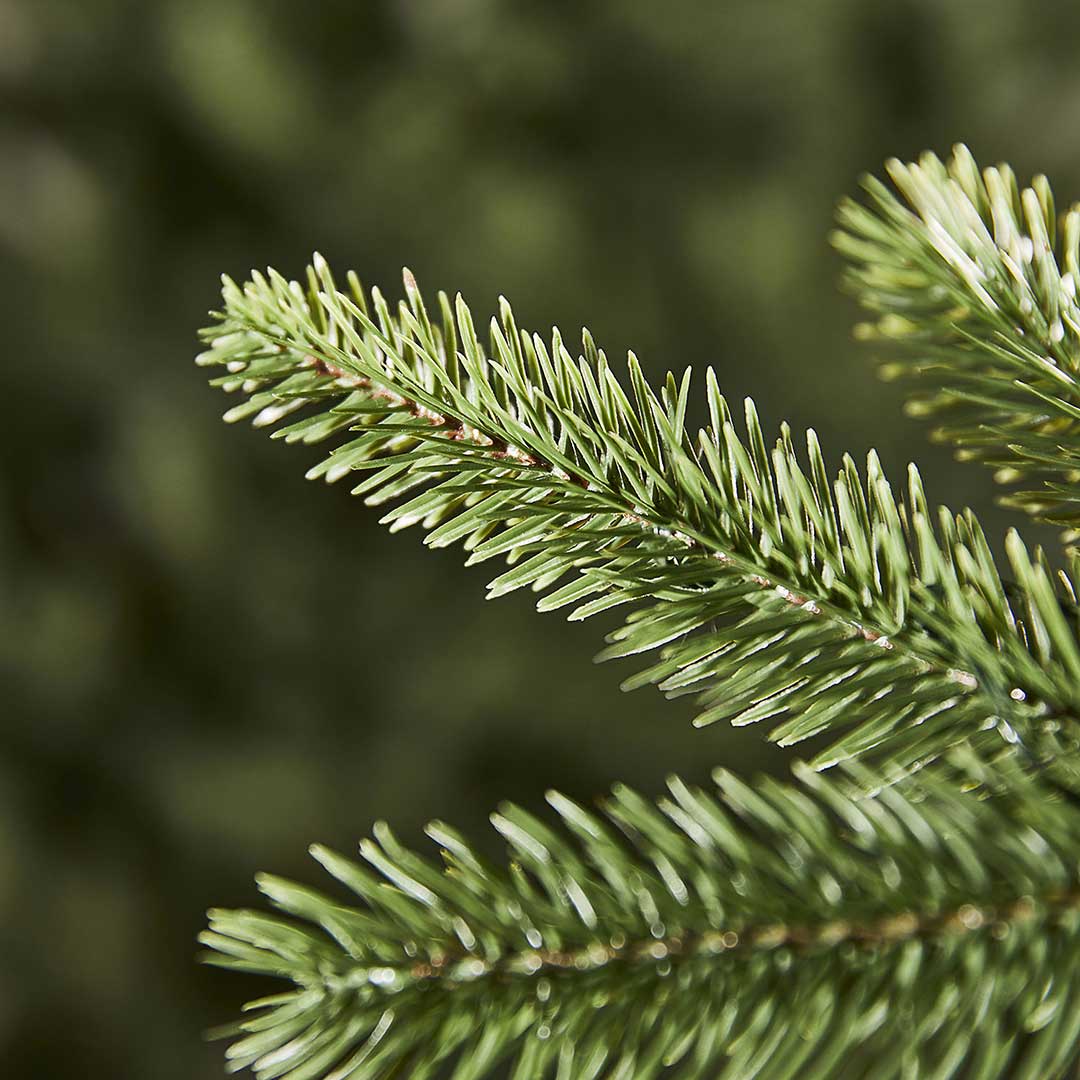 Tanka Novogodišnja Jelka Evergreen Classics Calgary Spruce 210 cm - dodatni pogled