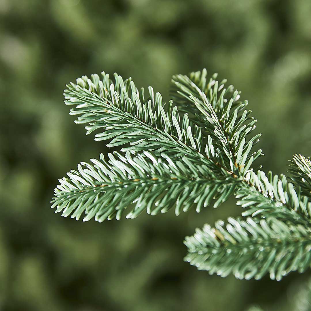 Bujna Jelka Evergreen Classics Falls Fir 180 cm - dodatni pogled