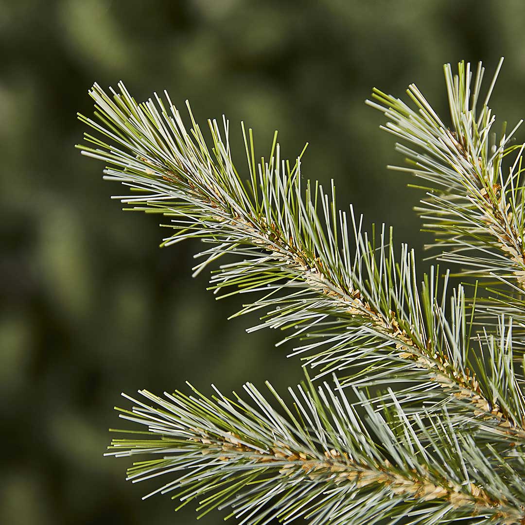 Evergreen Classics Indiana Spruce 240 cm - dodatni pogled